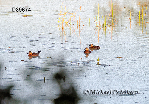 Masked Duck (Nomonyx dominicus)